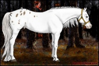 Horse Color:Silver Bay Dun Appaloosa 