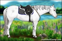 Horse Color:Grullo Appaloosa