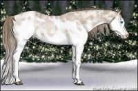 Horse Color:White Spotted Blue Ice Roan Pearl Splash Rabicano and White Spotted Blue Ice Roan Pearl Splash Rabicano