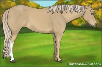 Horse Color:Palomino