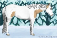 Horse Color:Buckskin Sabino Splash Tobiano