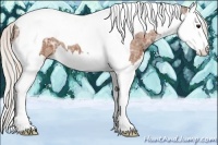 Horse Color:Silver Bay Ice Sabino Splash Tobiano Appaloosa