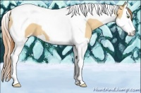 Horse Color:Gold Champagne Dun Sabino Splash Tobiano 