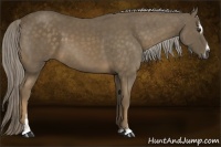 Horse Color:Chocolate Palomino Sabino 