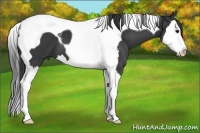 Horse Color:Black Sabino Splash Tobiano 