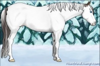 Horse Color:Bay Sabino Splash Tobiano Appaloosa 