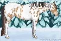 Horse Color:Amber Champagne Tobiano Appaloosa 
