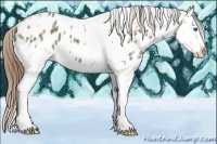 Horse Color:Plaid  White Spotted Classic Champagne Splash Appaloosa 