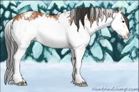Horse Color:White Spotted Bay Splash Rabicano 