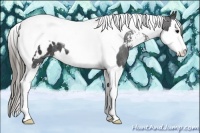 Horse Color:Smoky Black Sabino Splash Tobiano Appaloosa 