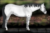 Horse Color:Grullo Chinchilla Onyx Rabicano