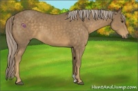 Horse Color:Chocolate Palomino 