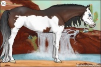 Horse Color:Bay Splash Frame 