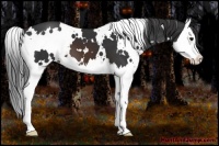 Horse Color:White Spotted Brown Splash 