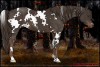 Horse Color:White Spotted Liver Chestnut 