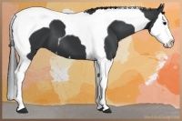 Horse Color:Black Splash Tobiano 