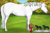 Horse Color:Gray Silver Perlino Sabino Splash Tobiano Rabicano
