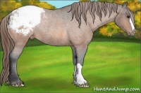 Horse Color:Buckskin Roan Appaloosa Rabicano 