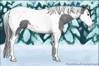Horse Color:Smoky Blue Roan Splash Tobiano