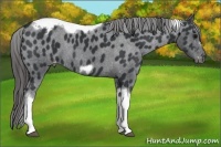Horse Color:Black Tobiano Frame Appaloosa 