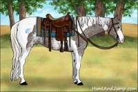 Horse Color:White Spotted Silver Black Tobiano 