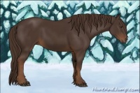 Horse Color:Liver Chestnut 