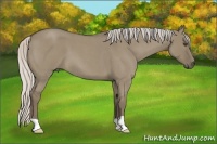 Horse Color:Silver Smoky Grullo Roan 