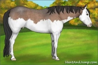 Horse Color:Buckskin Roan Splash 