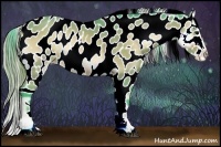 Horse Color:Watercolor Buckskin Onyx Sabino Appaloosa 