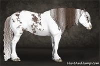 Horse Color:Liver Chestnut Sabino Rabicano 