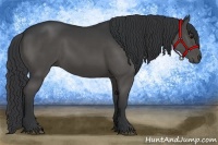 Horse Color:Black Rabicano