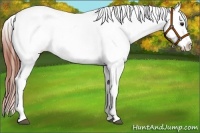 Horse Color:Bay Ice Dun Appaloosa Rabicano 