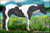 Horse Color:Black Tobiano 
