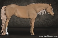 Horse Color:Palomino 