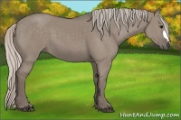 Horse Color:Silver Grullo