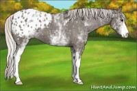 Horse Color:White Spotted Silver Black Appaloosa 