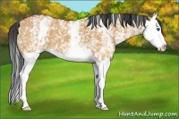 Horse Color:White Spotted Bay Dun Splash 