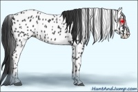 Horse Color:Black Appaloosa 