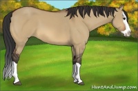 Horse Color:Bay Dun Splash 