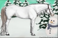 Horse Color:Chestnut Appaloosa 