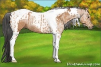 Horse Color:Bay Tobiano Rabicano and Bay Tobiano Rabicano