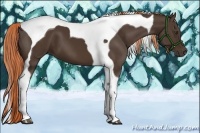 Horse Color:Liver Chestnut Tobiano 