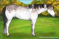 Horse Color:White Spotted Bay Splash 