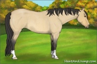Horse Color:Buckskin Roan Dun