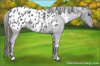 Horse Color:White Spotted Blue Roan Appaloosa