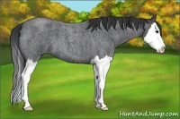 Horse Color:Blue Roan Splash 