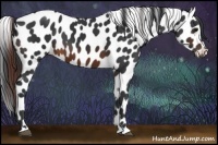Horse Color:Brown Appaloosa 