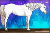 Horse Color:Chestnut Appaloosa 