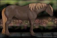 Horse Color:Liver Chestnut 