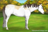 Horse Color:White Spotted Amber Champagne Ice Dun Splash